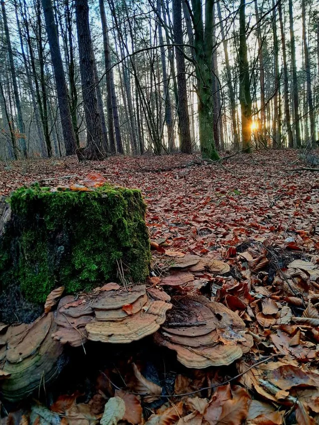 Świąteczny spacer po Miłkowie, 26 grudnia 2025 r. — fotografia 6